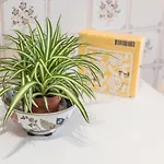 Guestready - Eclectic Haven In The Heart Of * Porto